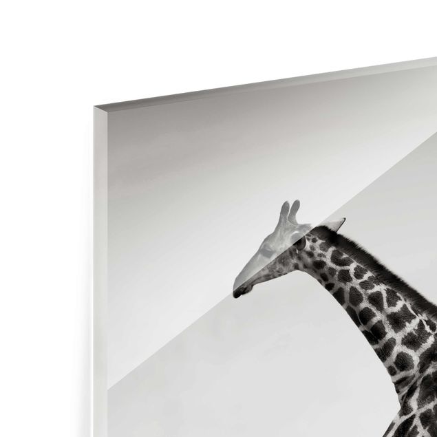 Tableaux en verre magnétique Girafes à la chasse