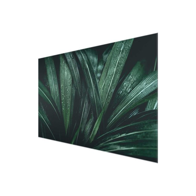 Tableaux muraux Feuilles de palmier vertes
