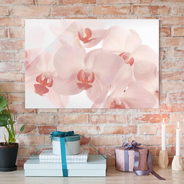 Tableaux en verre orchidée Papier peint de fleurs d'orchidées lumineuses - Svelte Orchids