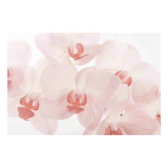 Tableaux moderne Papier peint de fleurs d'orchidées lumineuses - Svelte Orchids