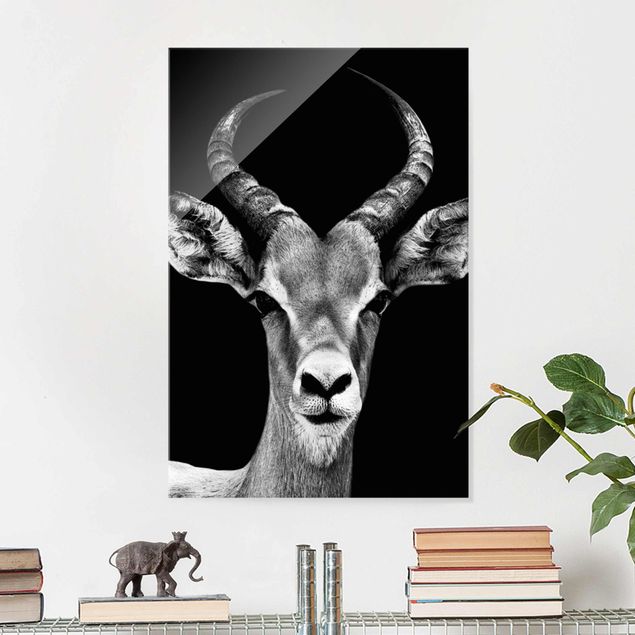 Déco murale cuisine Antilope Impala noir et blanc