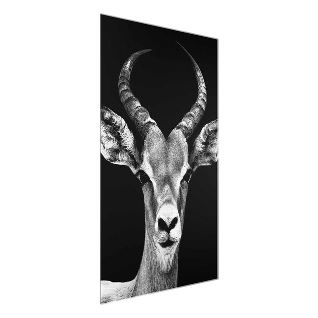 Tableau animaux Antilope Impala noir et blanc