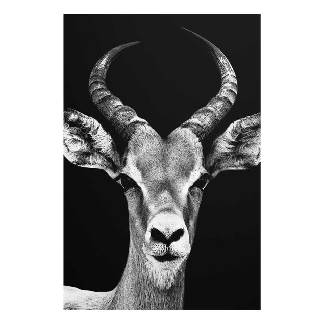 Tableaux noir et blanc Antilope Impala noir et blanc