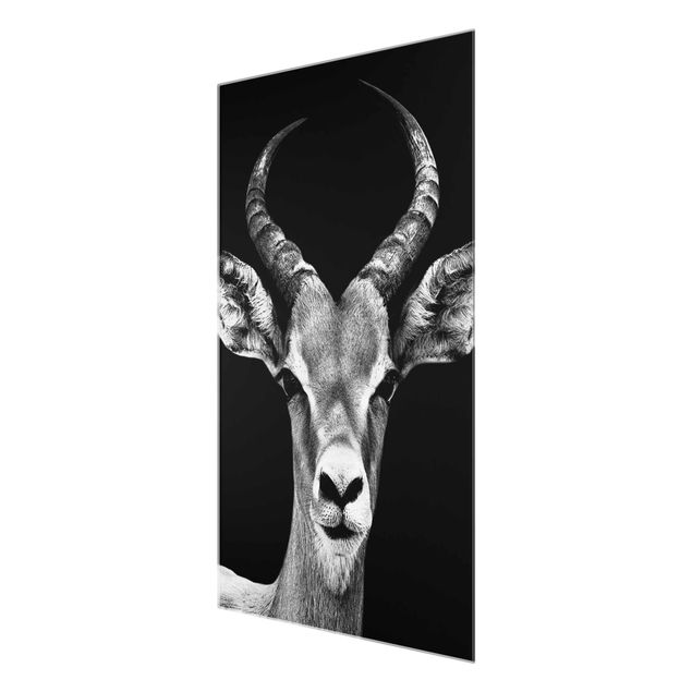 Tableau décoration Antilope Impala noir et blanc