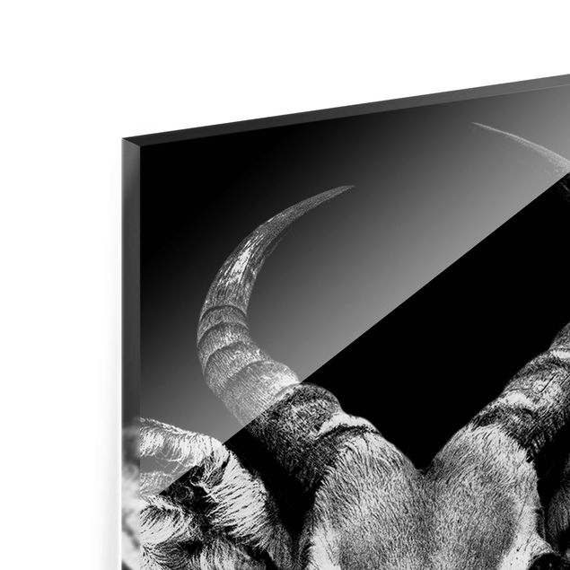 Tableau en verre - Impala antelope black & white