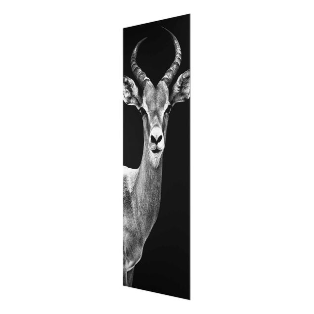 Tableau décoration Antilope Impala noir et blanc