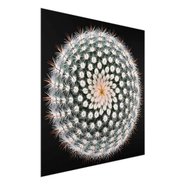 tableaux floraux Fleur de cactus