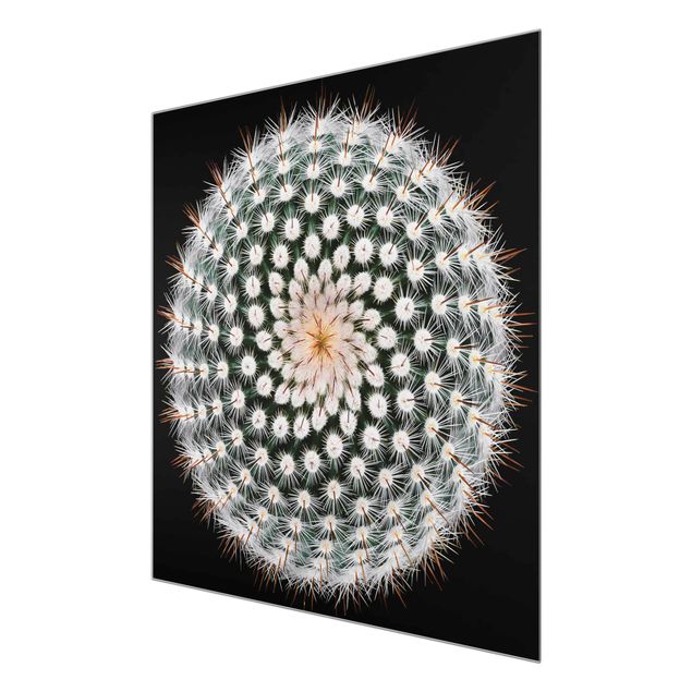 Tableaux muraux Fleur de cactus