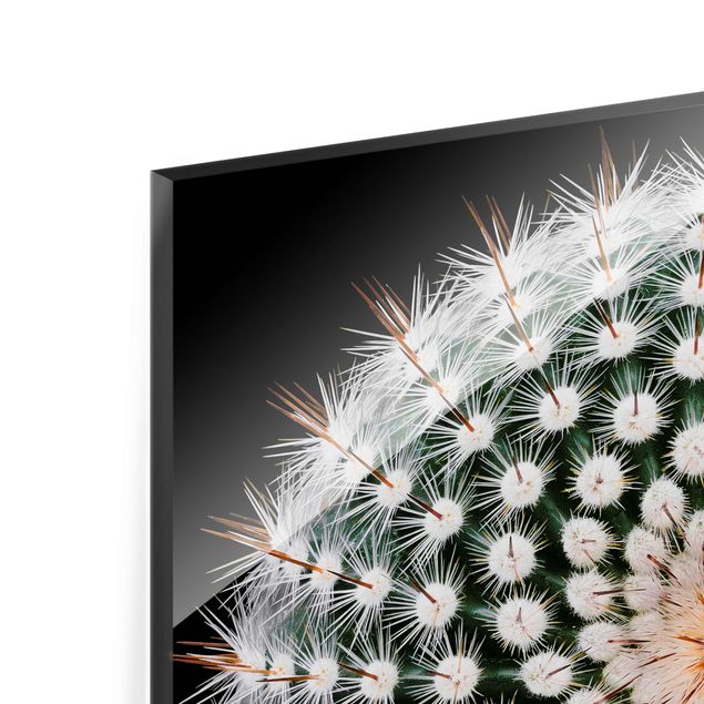 Tableaux en verre magnétique Fleur de cactus