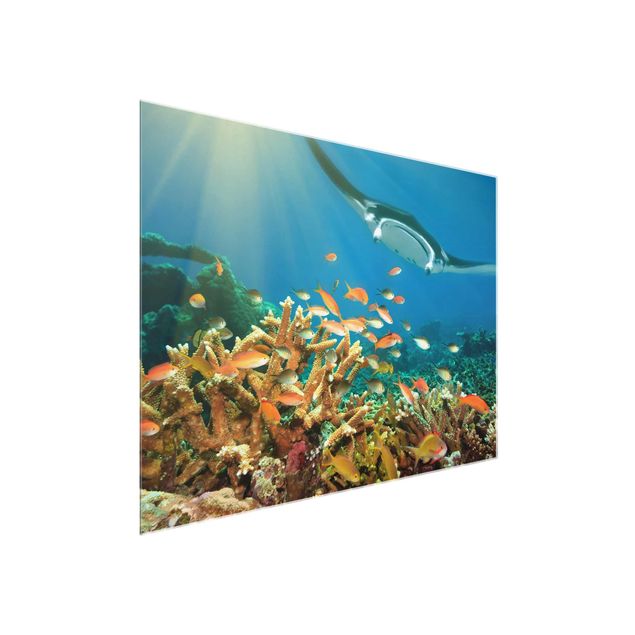 Tableau en verre animaux Récif corallien