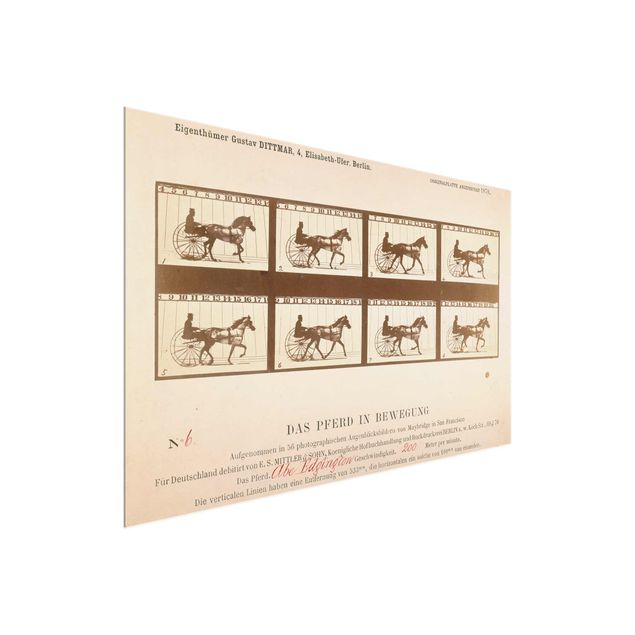 Tableau moderne Eadweard Muybridge - Le cheval en mouvement