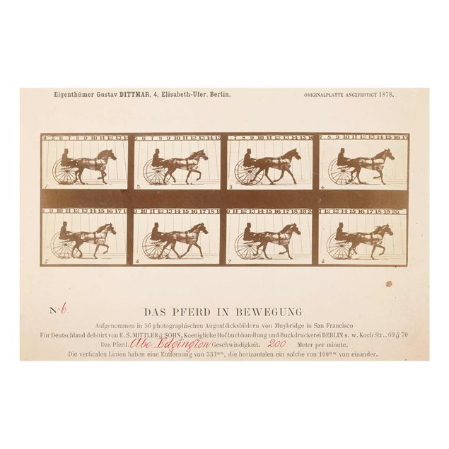 Tableau animaux Eadweard Muybridge - Le cheval en mouvement