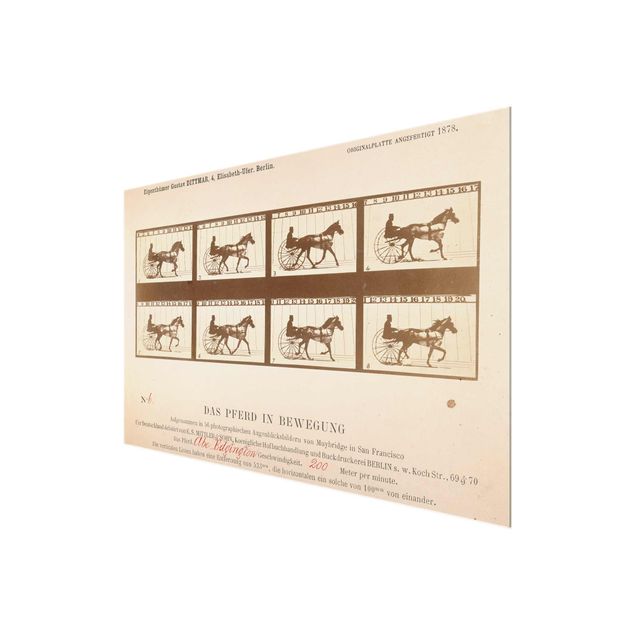 Tableau vintage Eadweard Muybridge - Le cheval en mouvement