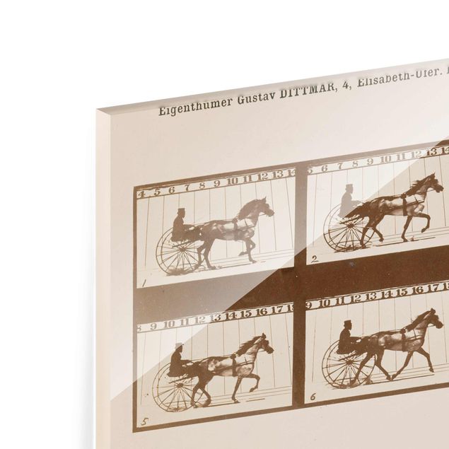 Tableau décoration Eadweard Muybridge - Le cheval en mouvement