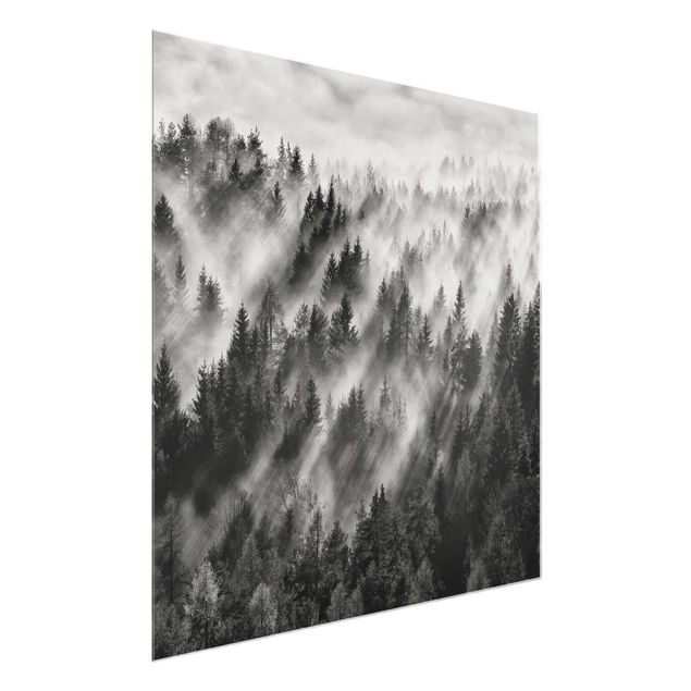 Tableaux en verre noir et blanc Rayons lumineux dans la forêt de conifères