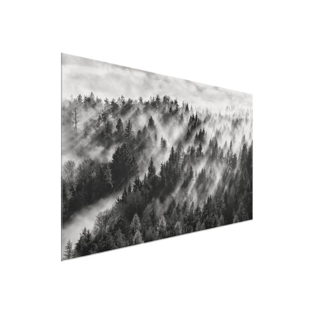 Tableaux en verre noir et blanc Rayons lumineux dans la forêt de conifères