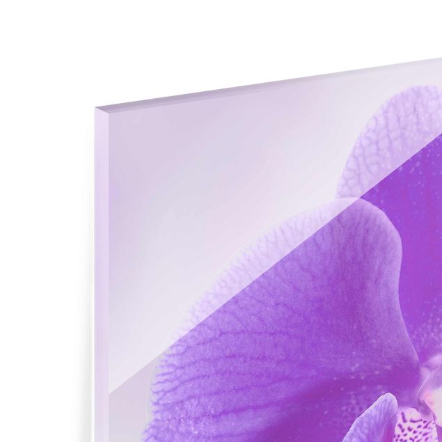 Tableaux muraux Orchidée violette sur l'eau