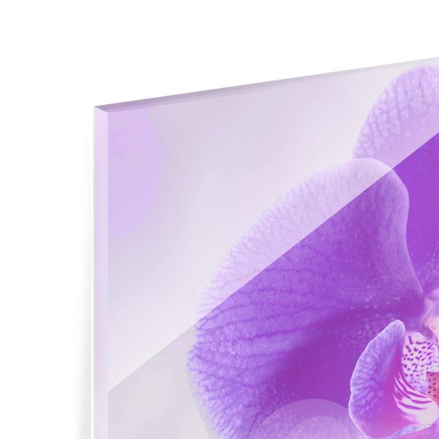 Tableaux en verre magnétique Orchidée violette sur l'eau