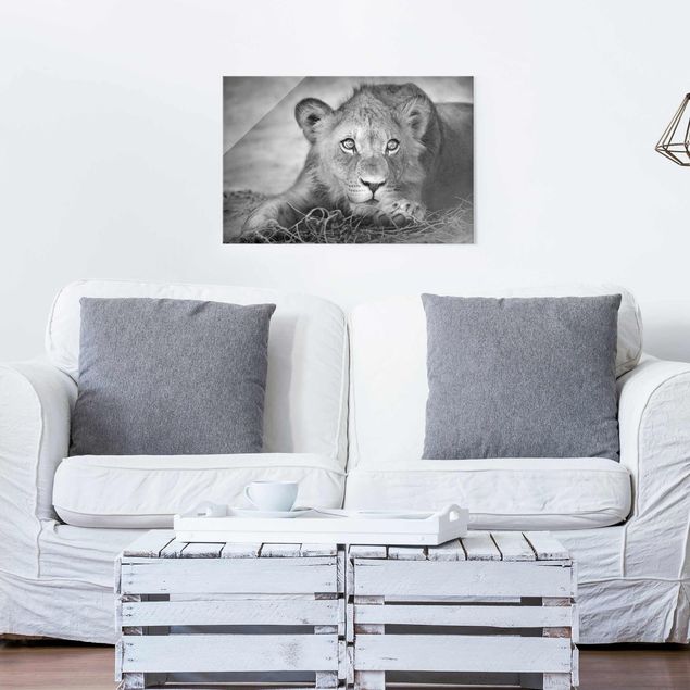 Tableaux en verre noir et blanc Bébé lion tapi dans l'ombre