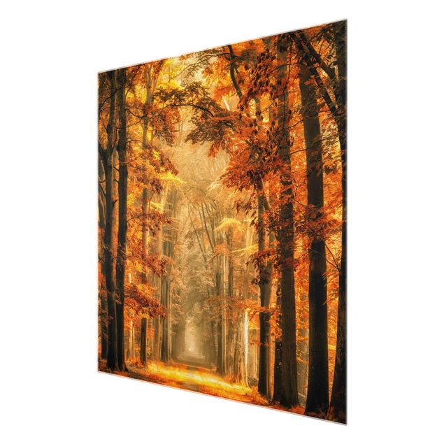 Tableau en verre paysage Forêt enchantée en automne