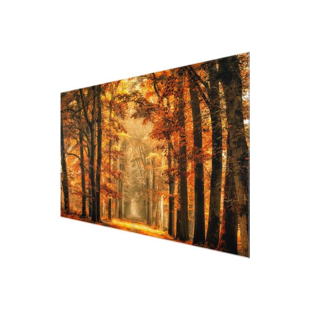 Tableau en verre paysage Forêt enchantée en automne