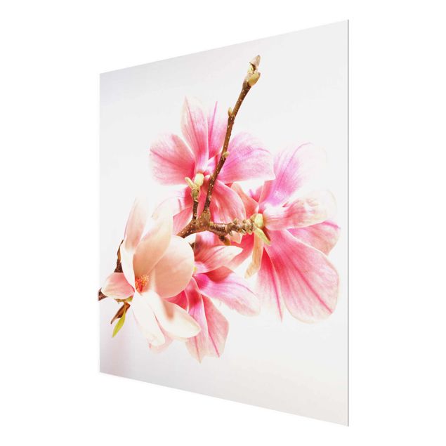 Tableaux muraux Fleurs de magnolia