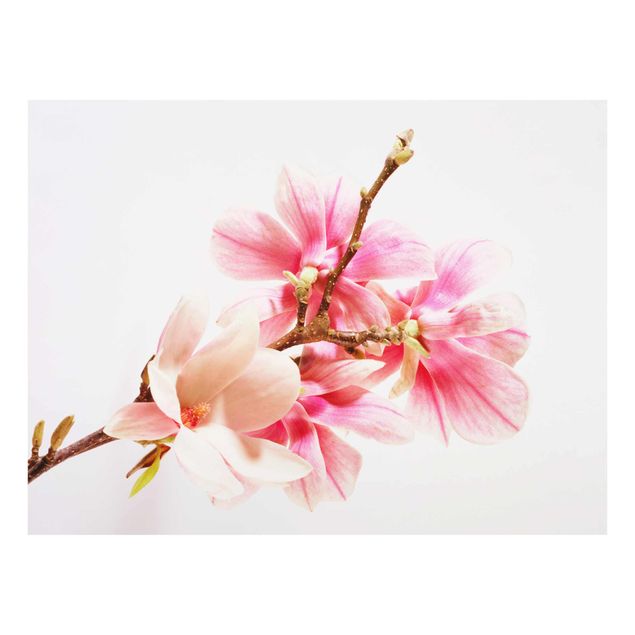Tableau couleur rose Fleurs de magnolia