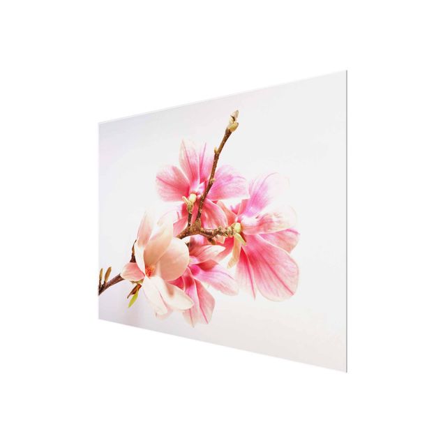Tableaux muraux Fleurs de magnolia