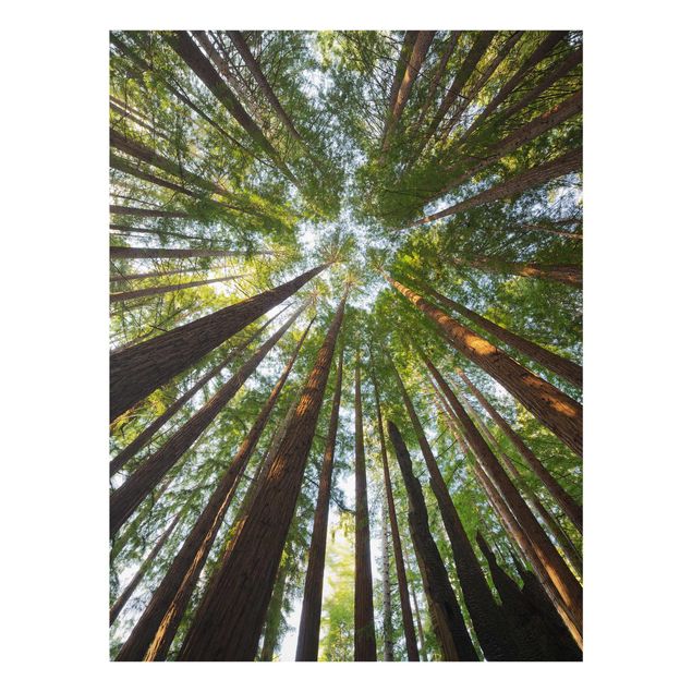 Tableaux nature Têtes de Séquoia