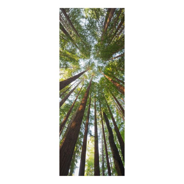 Tableaux nature Têtes de Séquoia