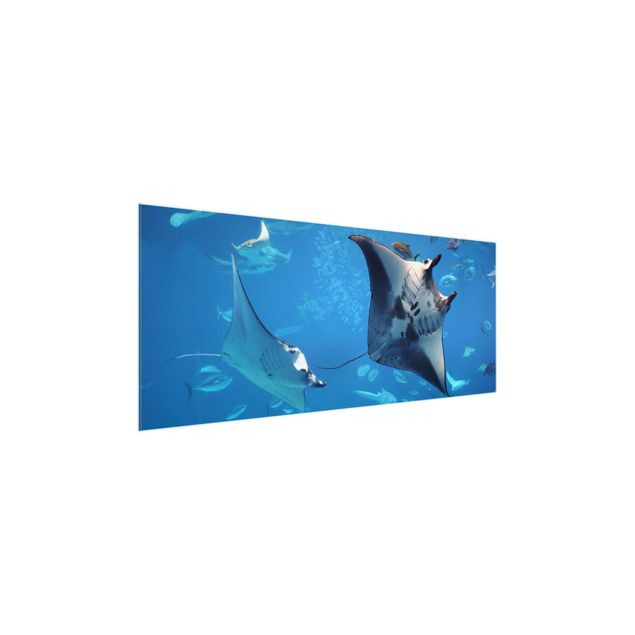 Tableau verre animaux Manta Ray
