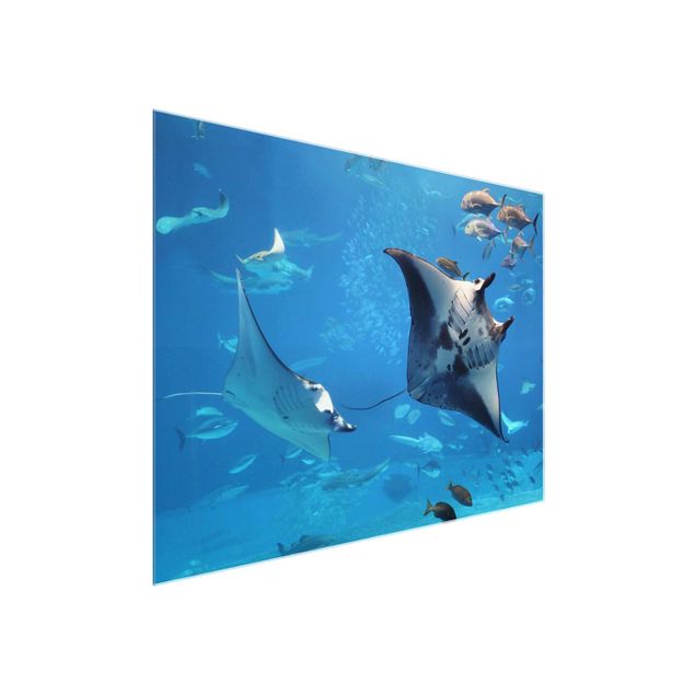 Tableau verre animaux Manta Ray