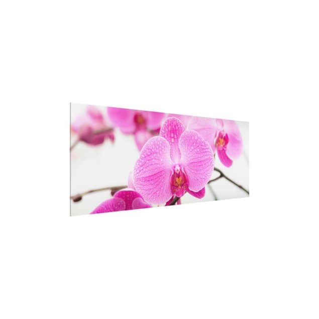 Tableaux en verre fleurs Gros plan sur une orchidée