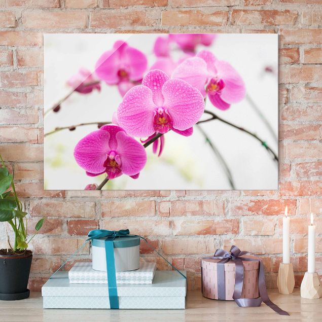 Tableaux en verre orchidée Gros plan sur une orchidée