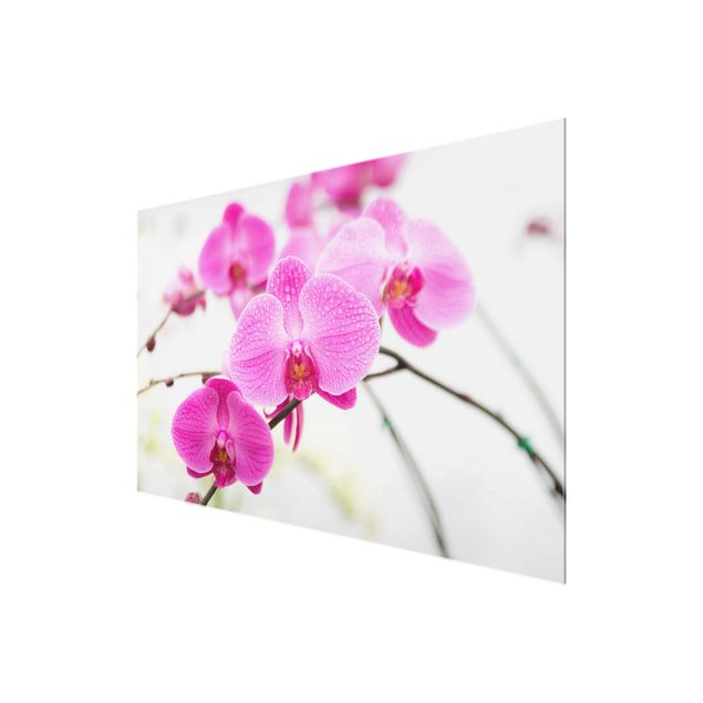 tableaux floraux Gros plan sur une orchidée