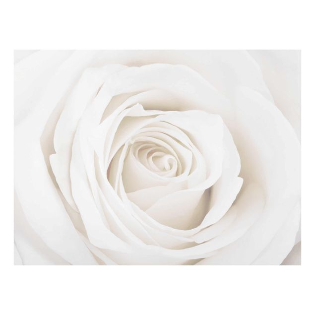 Tableau fleurs Jolie Rose Blanche
