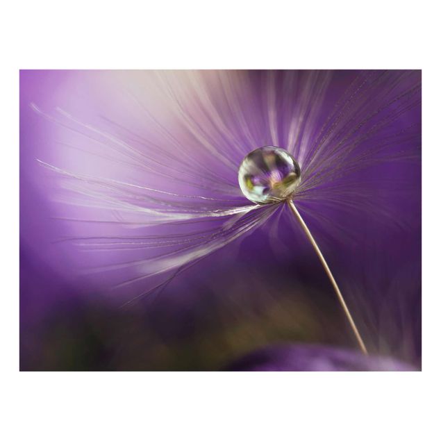 Tableau fleurs Pissenlit en violet