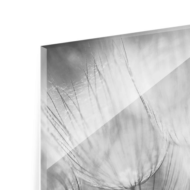 Tableaux en verre magnétique Dandelions macro shot in black and white