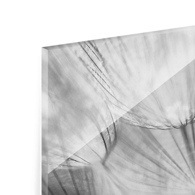 Tableaux en verre magnétique Dandelions macro shot in black and white