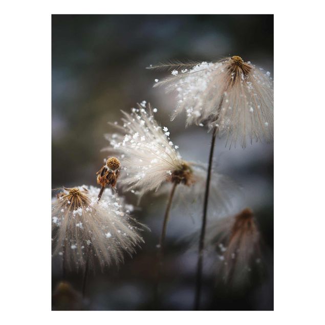 Tableau fleurs Pissenlits avec flocons de neige