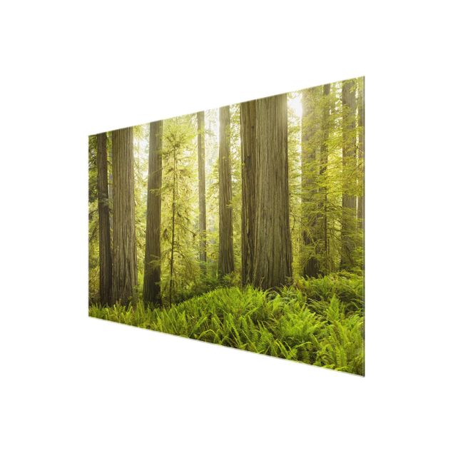 Tableau en verre paysage Vue de la forêt du Redwood State Park