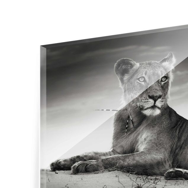 Tableau en verre - Resting Lion