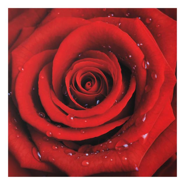 Tableau fleurs Rose rouge avec gouttes d'eau