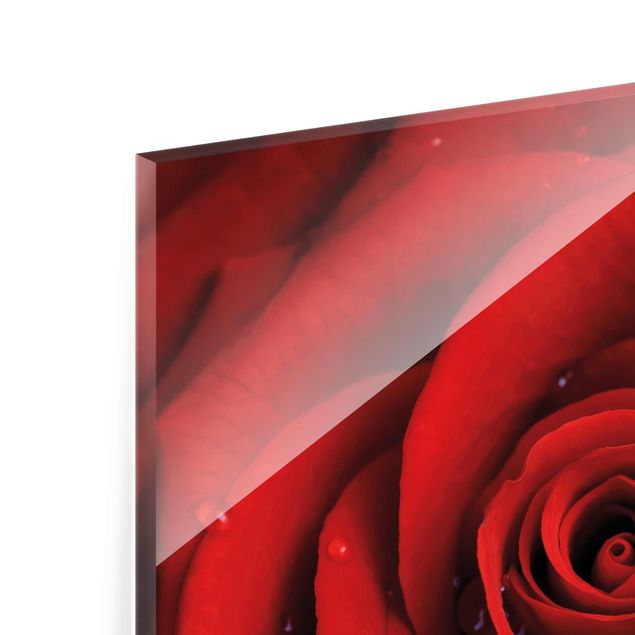 Tableaux en verre magnétique Rose rouge avec gouttes d'eau