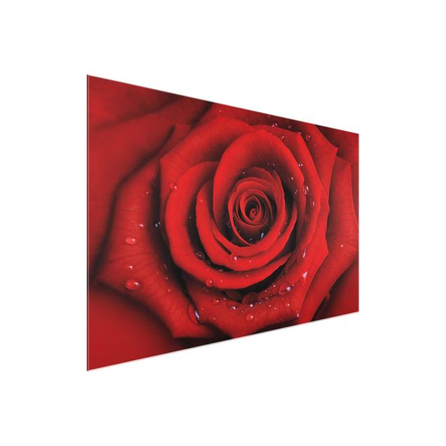 Tableau moderne Rose rouge avec gouttes d'eau