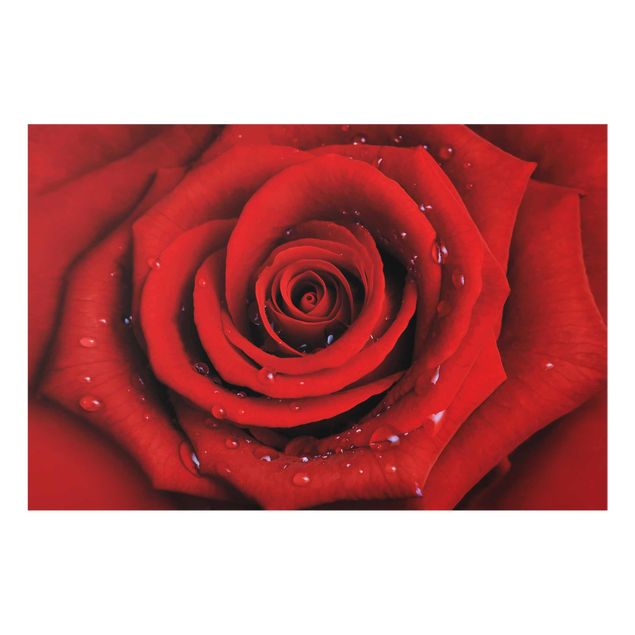 Tableau fleurs Rose rouge avec gouttes d'eau