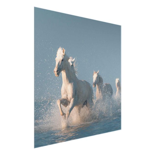 Tableau verre animaux Troupeau de chevaux blancs