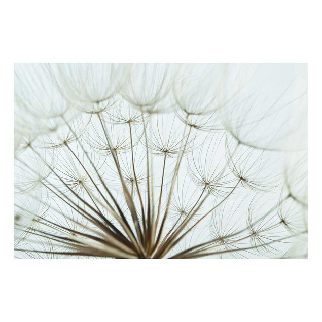 Tableaux fleurs Magnifique macrophotographie de pissenlit