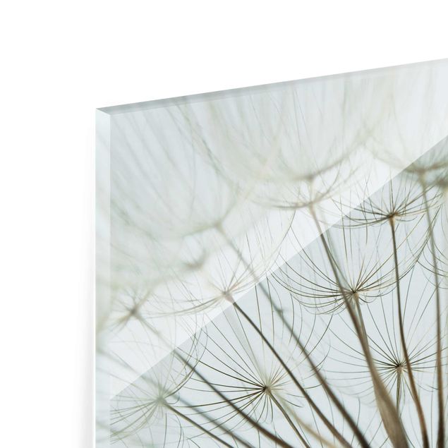 Tableau en verre - Beautiful dandelion macro shot