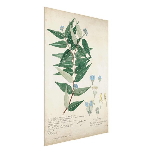 Tableaux vintage Melastomataceae - Ambile